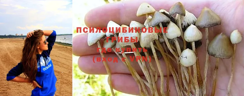 Псилоцибиновые грибы Psilocybe  ОМГ ОМГ зеркало  Бугульма  где найти  